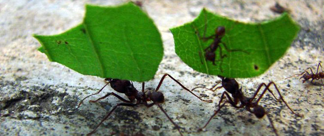 hormigas2