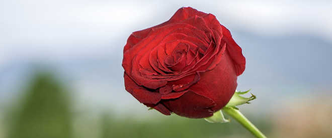 MGC Mutua felicita Sant Jordi a sus mutualistas